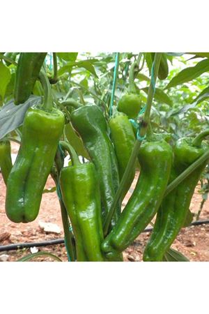 Acıburun F1 Biber Tohumu