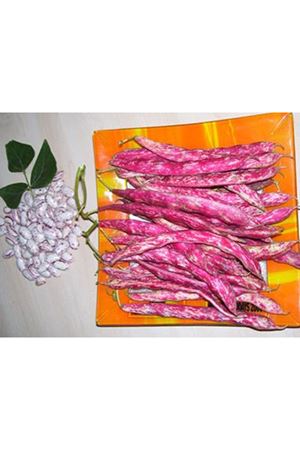 Arrigo  Barbunya Tohumu