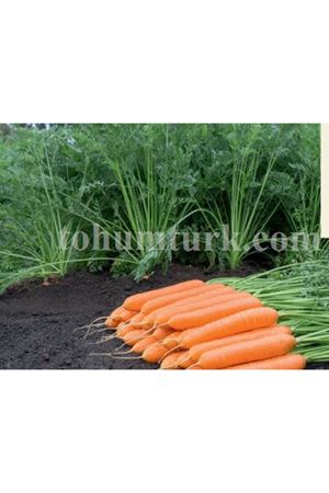 Natuna F1 Havuç Tohumu