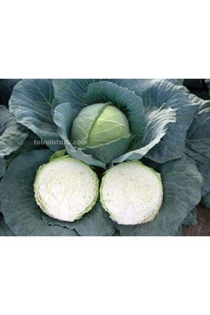 Artost F1 Beyaz Lahana Tohumu