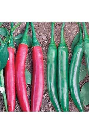 Gülen F1 Biber Tohumu