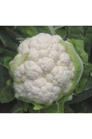 Benidorm F1 Kışlık Karnabahar Tohumu