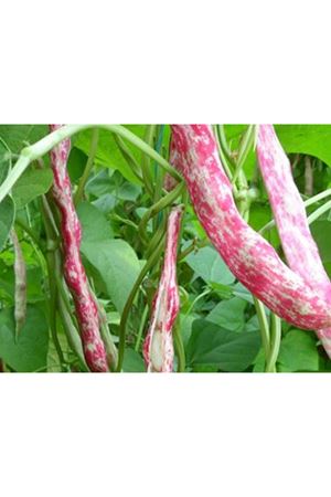 Bianco Barbunya Tohumu