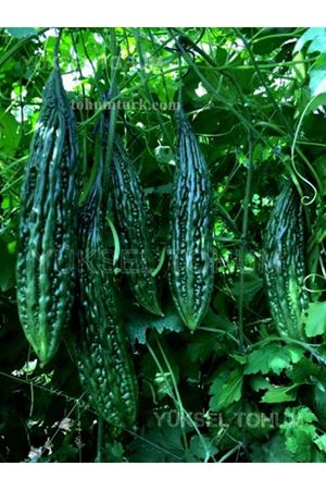 Nusret F1 Kudret Narı Tohumu