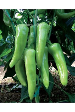 Maraton F1 Biber Tohumu