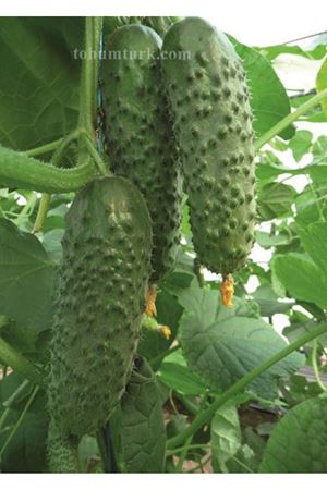 Aristan F1 Turşuluk Hıyar Tohumu