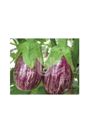 Bt Alaçizgili F1 Patlıcan Tohumu