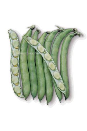 Luz De Otono Bakla Tohumu