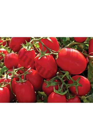 Nazar F1 Oturak Domates Tohumu