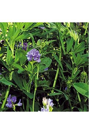 Magna 601 Yonca Tohumu