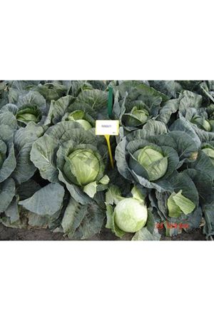 Ramada F1 80- 85 Günlük Lahana Tohumu