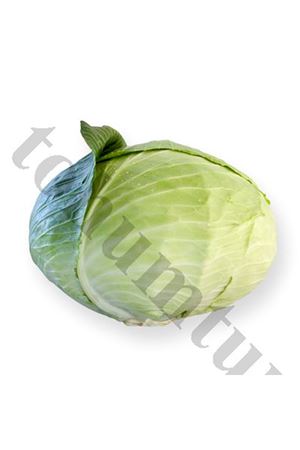 Zuleima Rz F1 Beyaz Lahana Tohumu