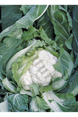 Encanto F1 Erkenci Karnıbahar Tohumu