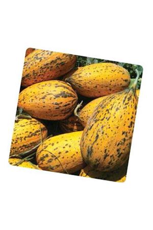 Westeros F1 Kavun Tohumu