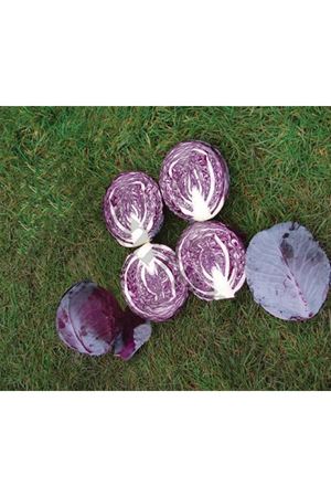 Somrero F1 Kırmızı Lahana Tohumu