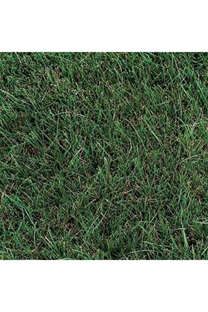 ULUSOY TOHUM FESTUCA OVİNA  ÇİM TOHUMU