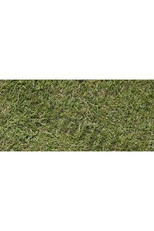 Agrostis Tenius Çim Tohumu