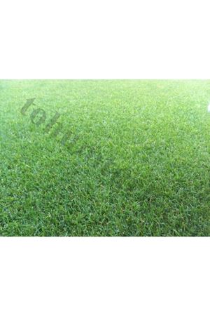 Festuca Rubra Trichopylla Çim Tohumu