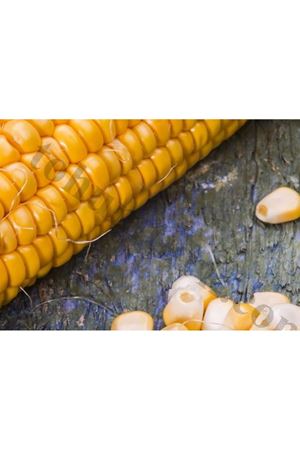 Baron Tatlı Mısır Tohumu