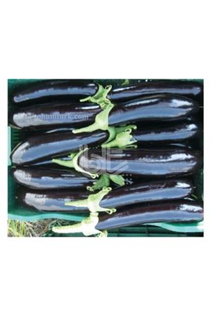 BT KEBABİ F1 PATLICAN TOHUMU