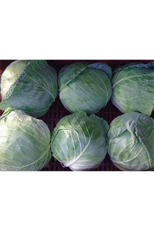 Maddox F1 80 -85 Günlük Lahana Tohumu