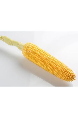 Tanem Tatlı Mısır Tohumu