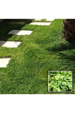 Dichondra Repens Çim Tohumu