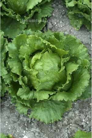 Antartica İceberg Marul Tohumu
