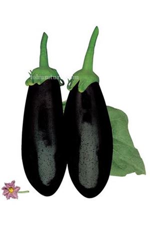 FİTO TOHUM CRİSTAL F1  OVAL PATLICAN TOHUMU 