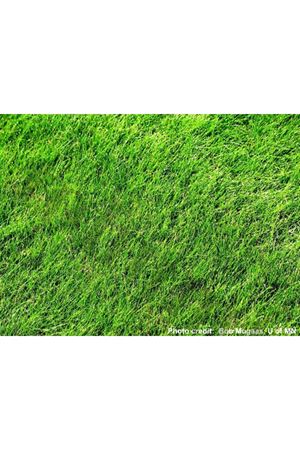 Festuca Rubra Rubra Çim Tohumu