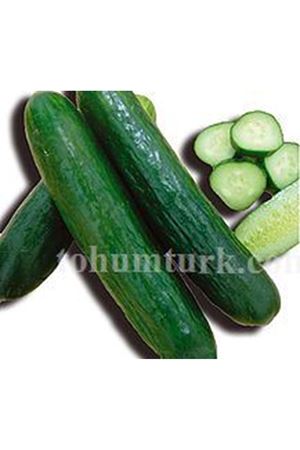 Anadolu F1 Oturak Tarla Hıyar Tohumu