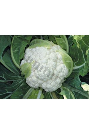 Megan F1 Erkenci Karnıbahar Tohumu