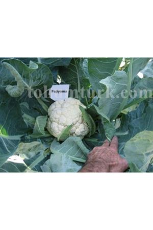 Nf-60 F1 , Fujiyama F1  Erkenci Karnabahar Tohumu