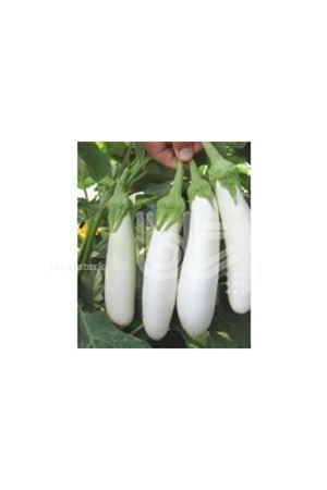 BT KARBEYAZ F1 PATLICAN TOHUMU