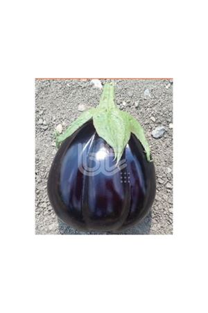 Bt Çantalı F1 Patlıcan Tohumu