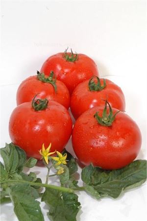 Aytina F1 Domates Tohumu