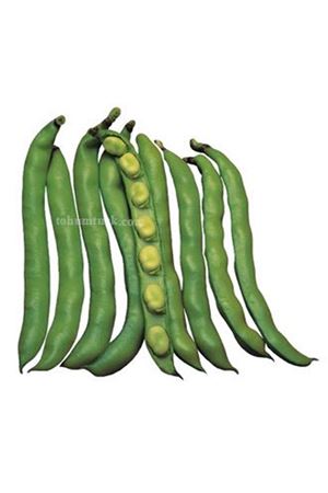 Reina Mora Bakla Tohumu