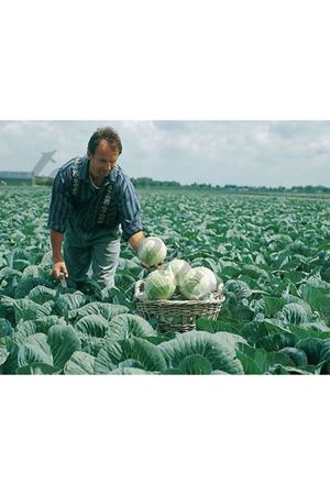 Gazelle F1 65 - 70 Günlük Lahana Tohumu