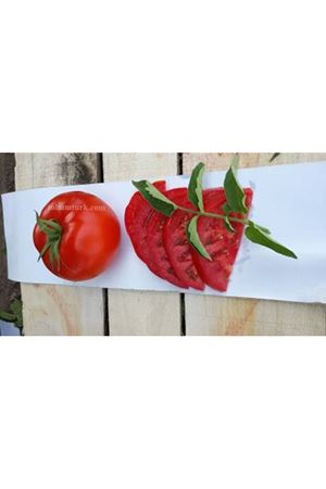 Tyfrane F1 Oturak Domates Tohumu