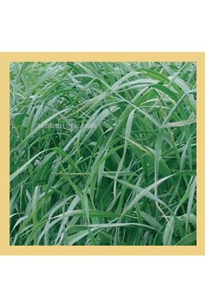 Trinova Ryegrass Tohumu