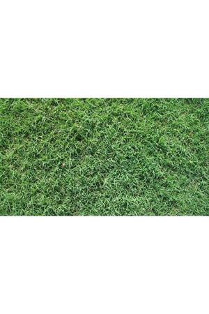 Bermuda Grass Çim Tohumu