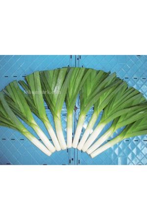 Striker F1 Pırasa Tohumu