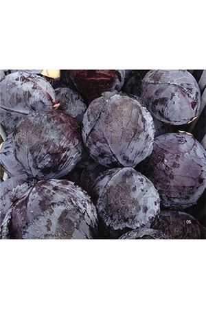 Huzaro F1 Kırmızı Lahana Tohumu