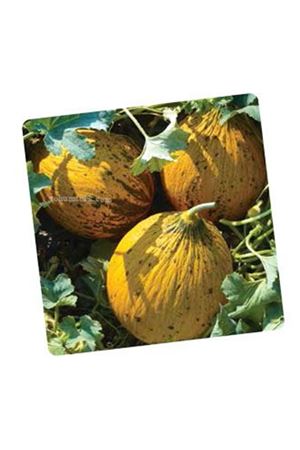 Dardanos F1 Kavun Tohumu