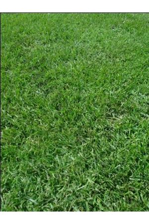 ULUSOY TOHUM FESTUCA RUBRA COMMUTATA  ÇİM TOHUMU