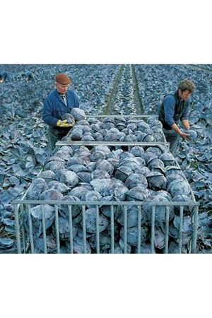 Subaro F1 Kırmızı Lahana Tohumu