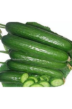 Giray F1 Oturak Hıyar Tohumu