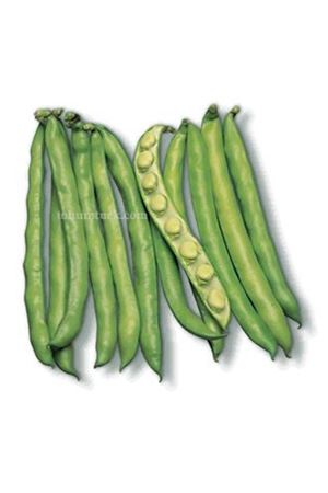 Histal Bakla Tohumu , Ambalaj : 5 Kg