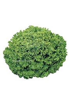 Symbole ( Ls 12715 ) Kıvırcık Marul Tohumu