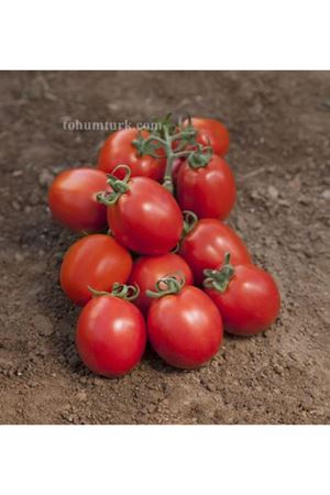 Toro F1 Domates Tohumu